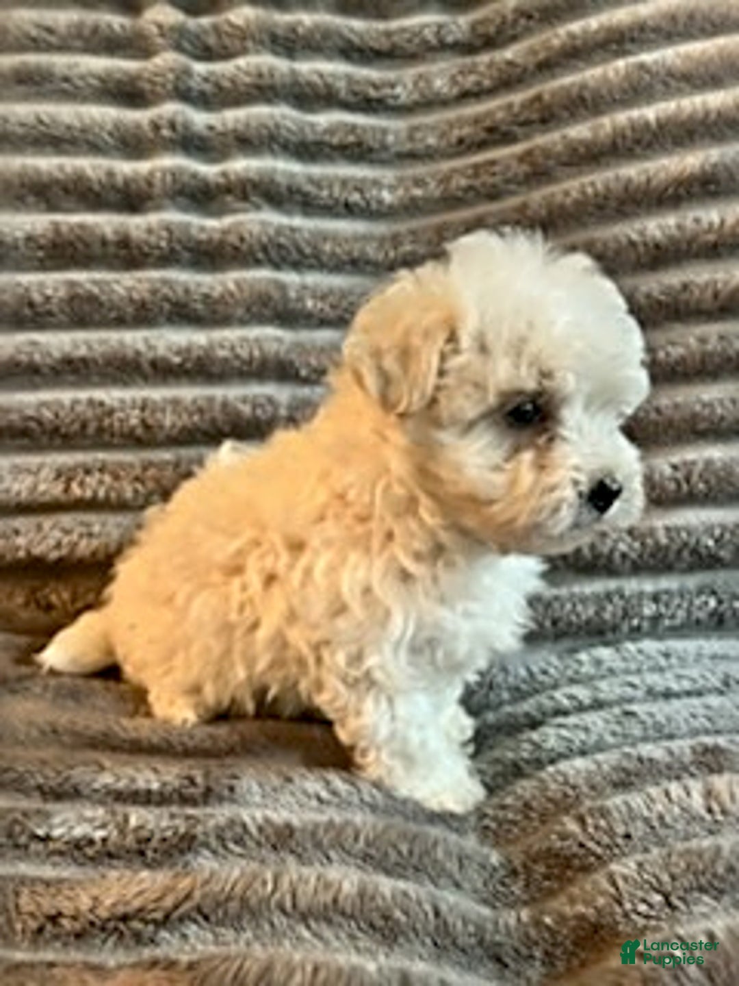 Maltipoo dogs for sale: Dannie - Image 3