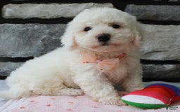 Bichon Frise dogs for sale: Bella - Image 4