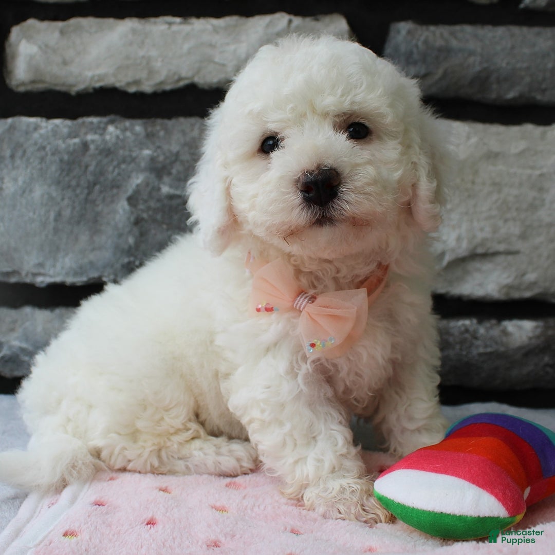 Bichon Frise dogs for sale: Bella - Image 4