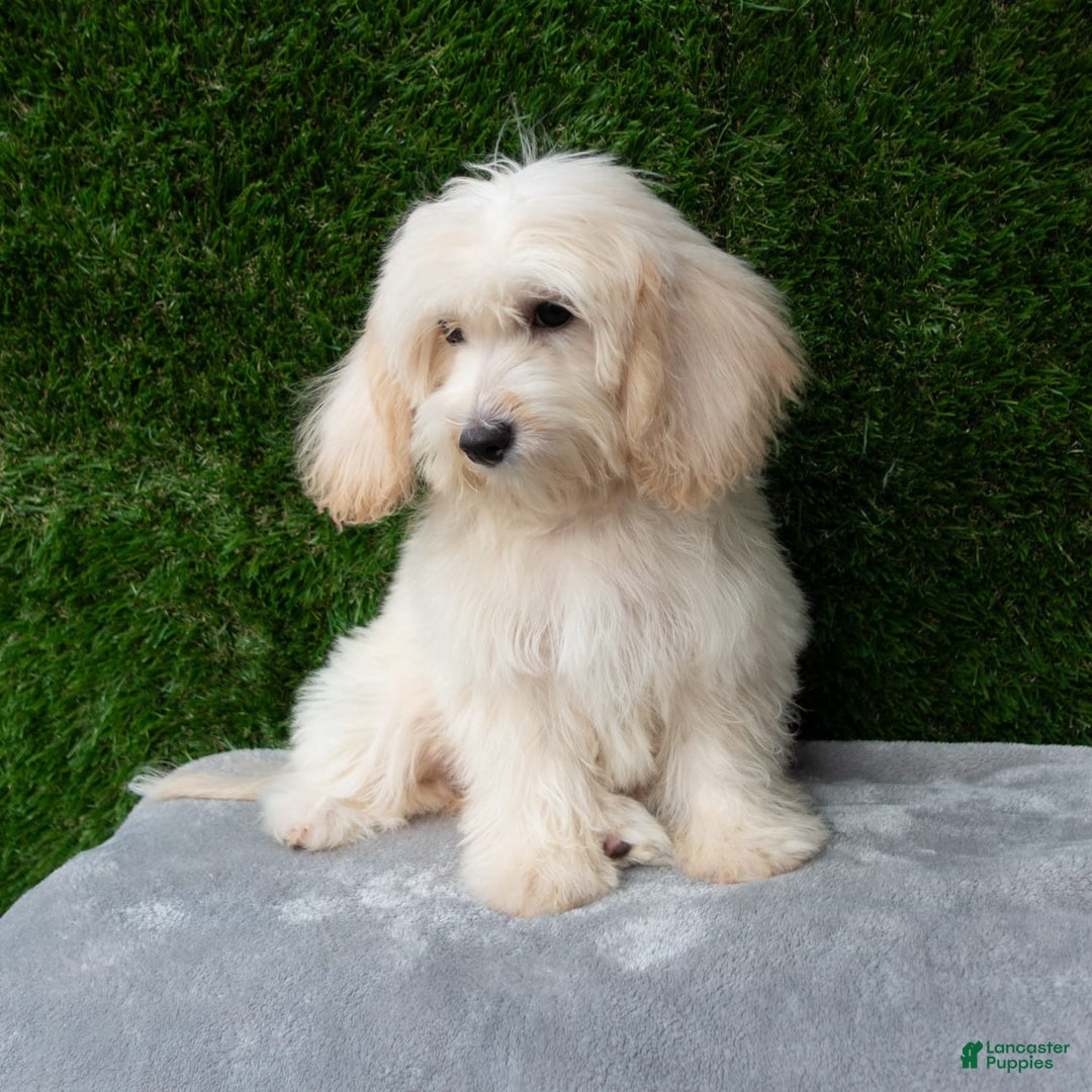 Maltipoo dogs for sale: Rebecca - Image 14