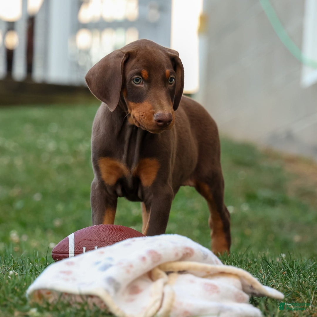 Doberman Pinscher dogs for sale: Doberman Pinscher 3 puppies - Image 7