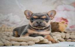 French Bulldog dogs for sale: Romeo - Image 9