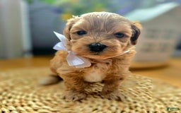 Maltipoo dogs for sale: Maxxy - Image 5