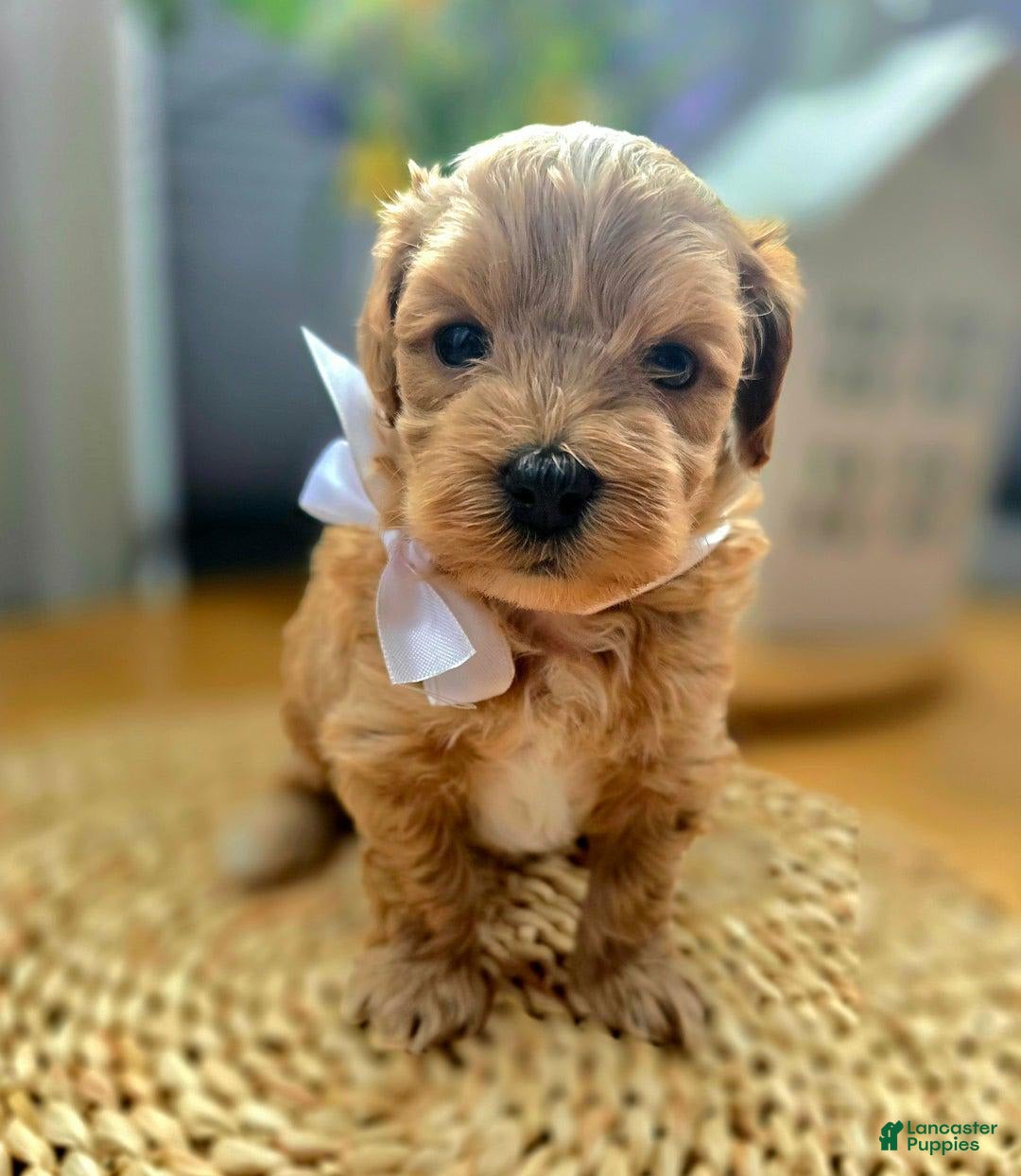 Maltipoo dogs for sale: Maxxy - Image 5