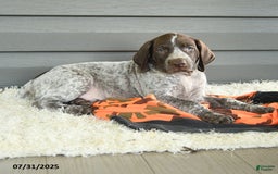 German Shorthaired Pointer dogs for sale: Allie - Image 2