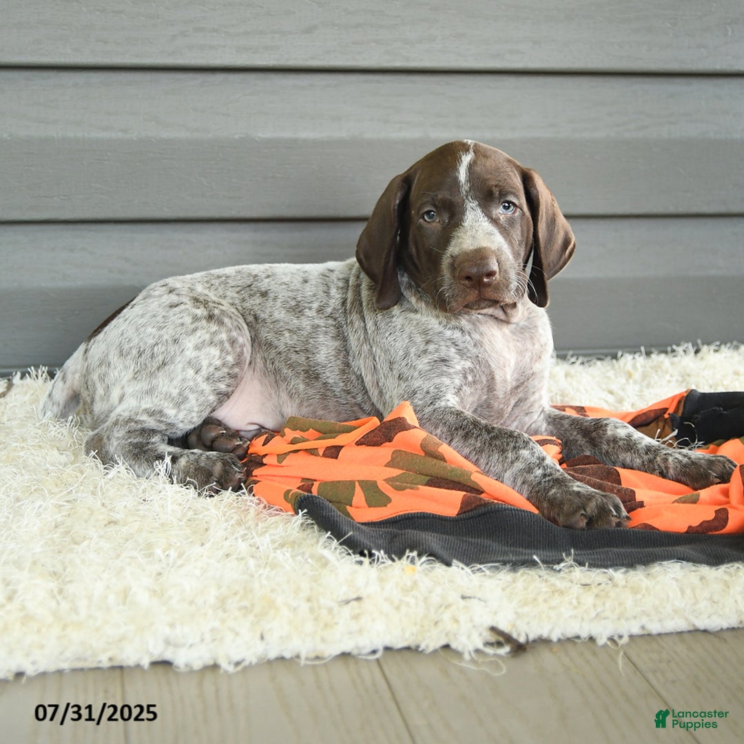 German Shorthaired Pointer dogs for sale: Allie - Image 2