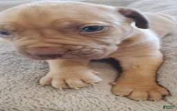 South African Boerboels dogs for sale: Lion - Image 4