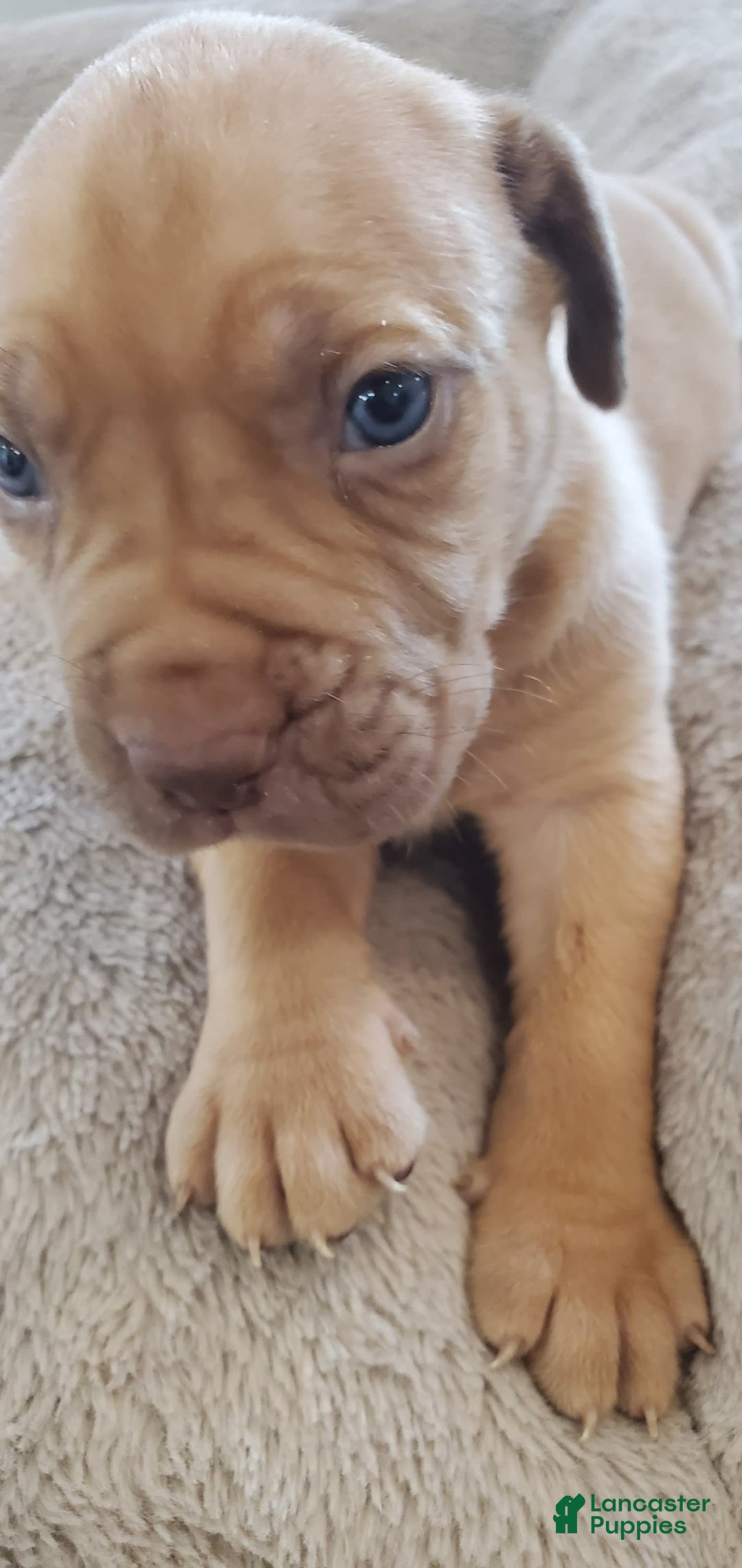 South African Boerboels dogs for sale: Lion - Image 4
