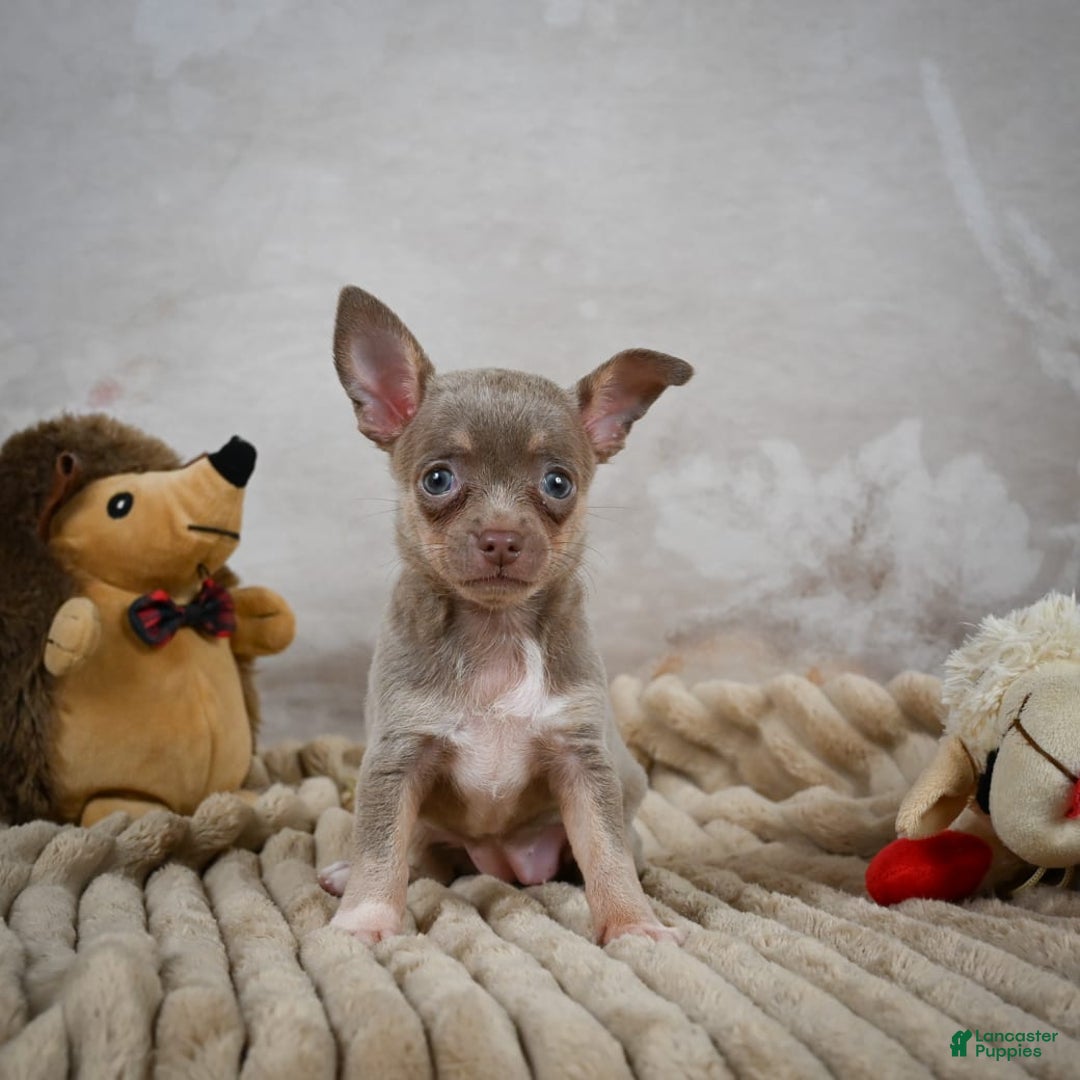 Chihuahua dogs for sale: Sophie - Image 5