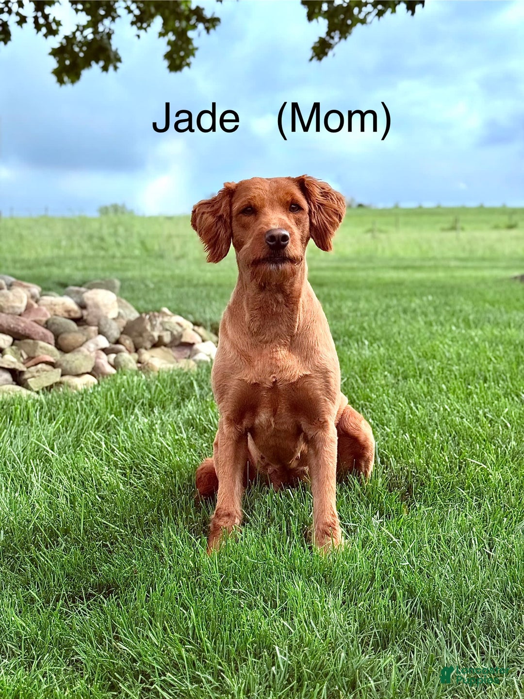 Mini Goldendoodle dogs for sale: Cora - Image 5