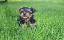 Yorkshire Terrier dogs for sale: Rosie - Image 1