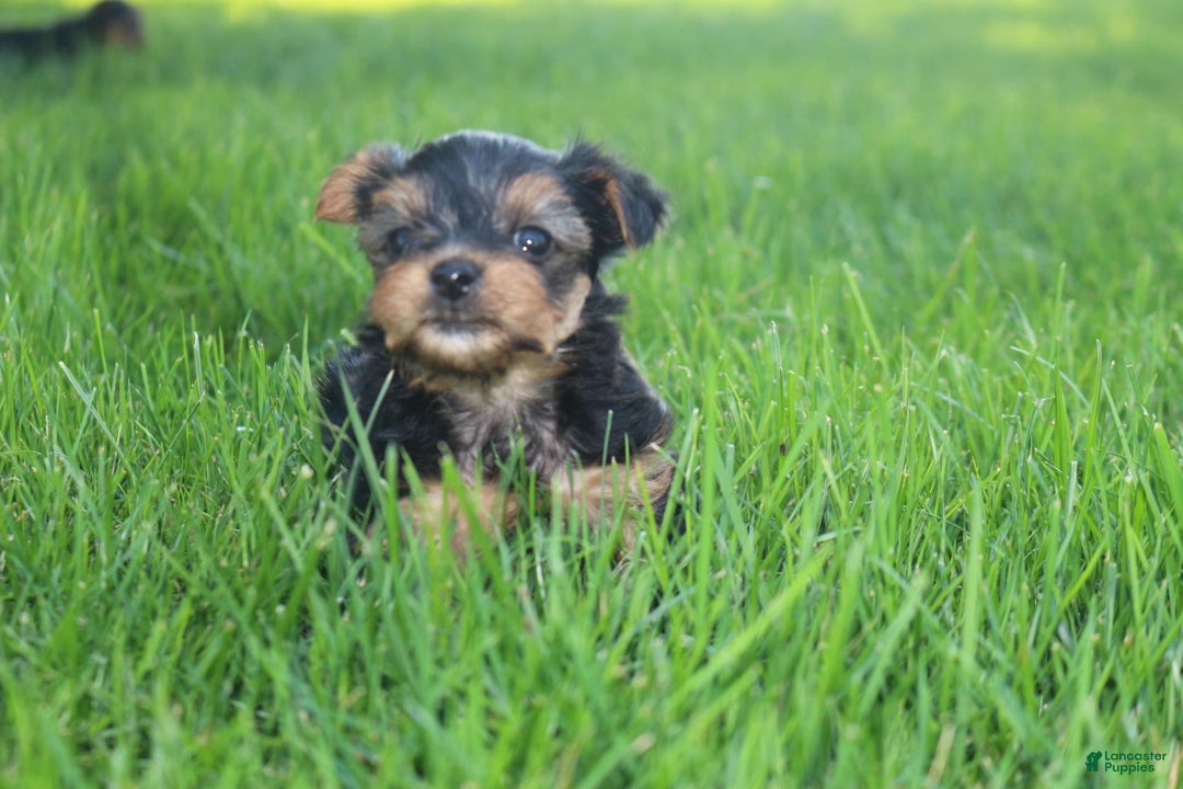 Yorkshire Terrier dogs for sale: Rosie - Image 1