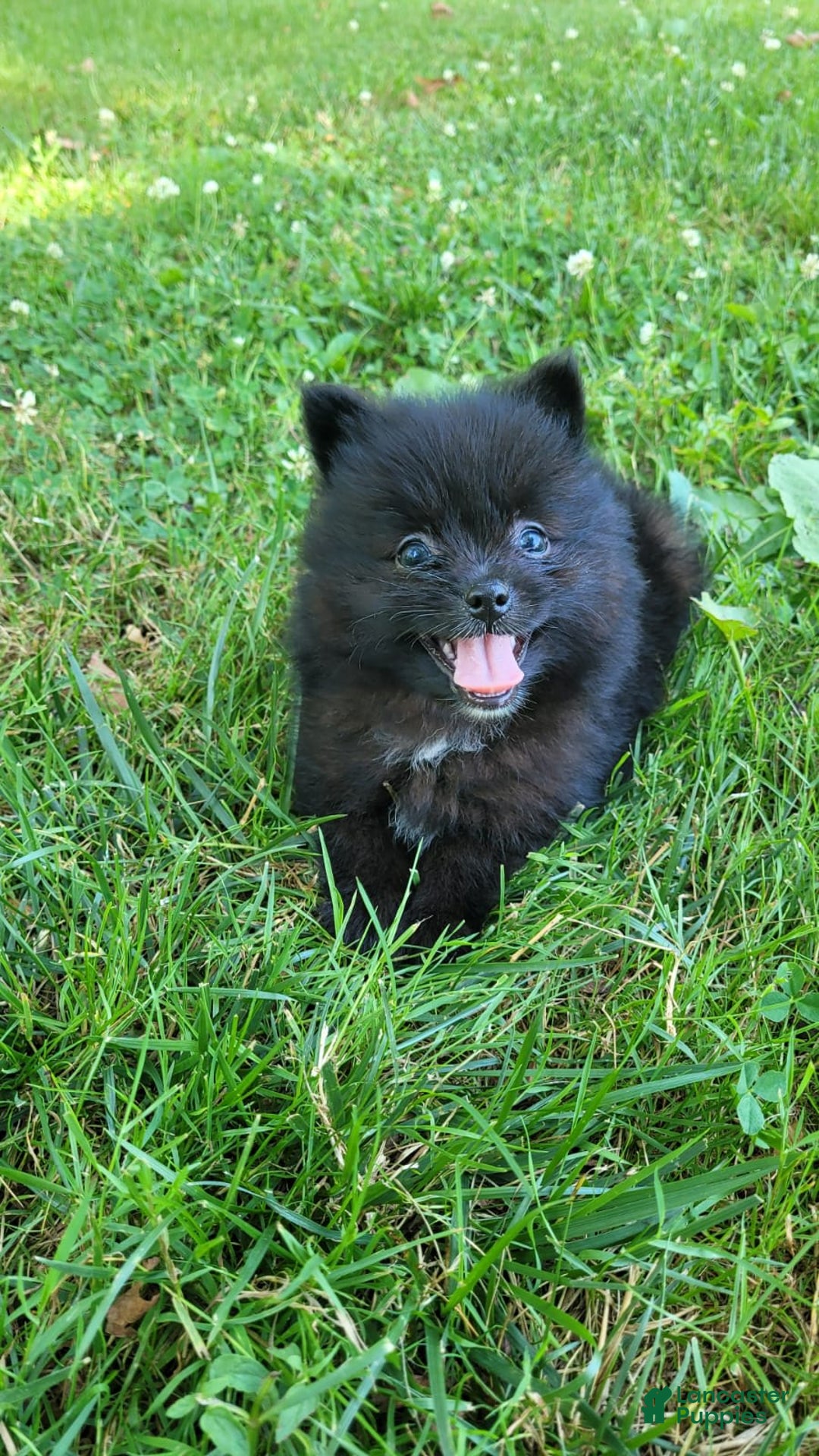 Pomeranian dogs for sale: Leno - Image 3