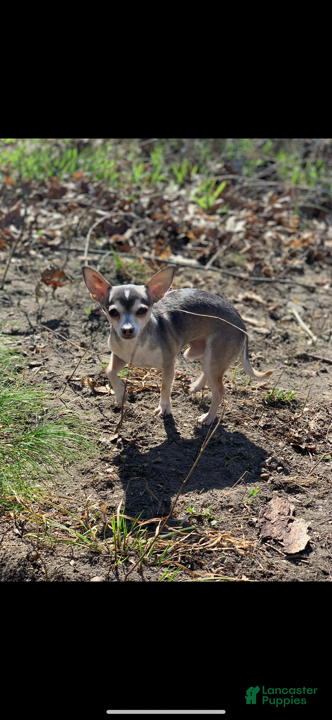 Chihuahua dogs for sale: Armani - Image 11
