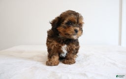 Shihpoo dogs for sale: Lady - Image 4