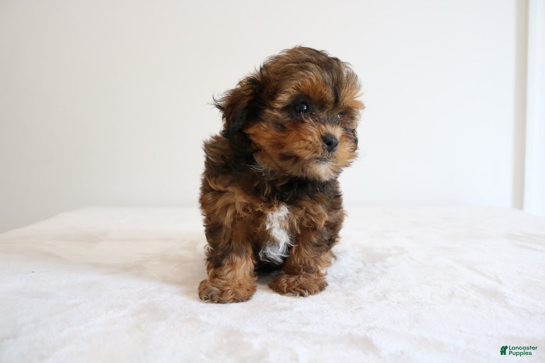 Shihpoo dogs for sale: Lady - Image 4