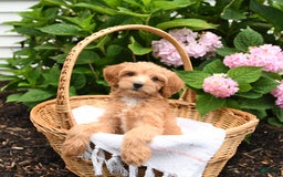 Cavapoo dogs for sale: Russet - Image 2