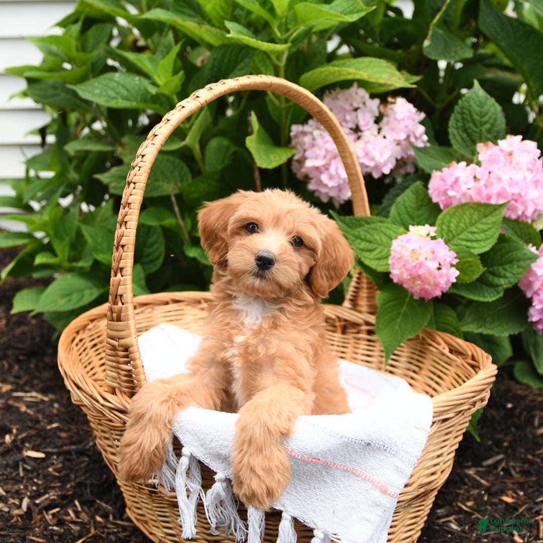 Cavapoo dogs for sale: Russet - Image 2