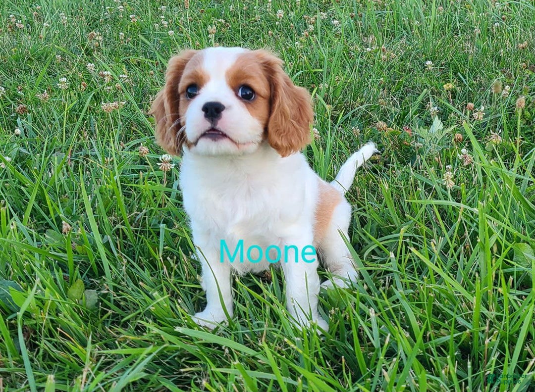 Cavalier King Charles Spaniel dogs for sale: Moone - Image 3