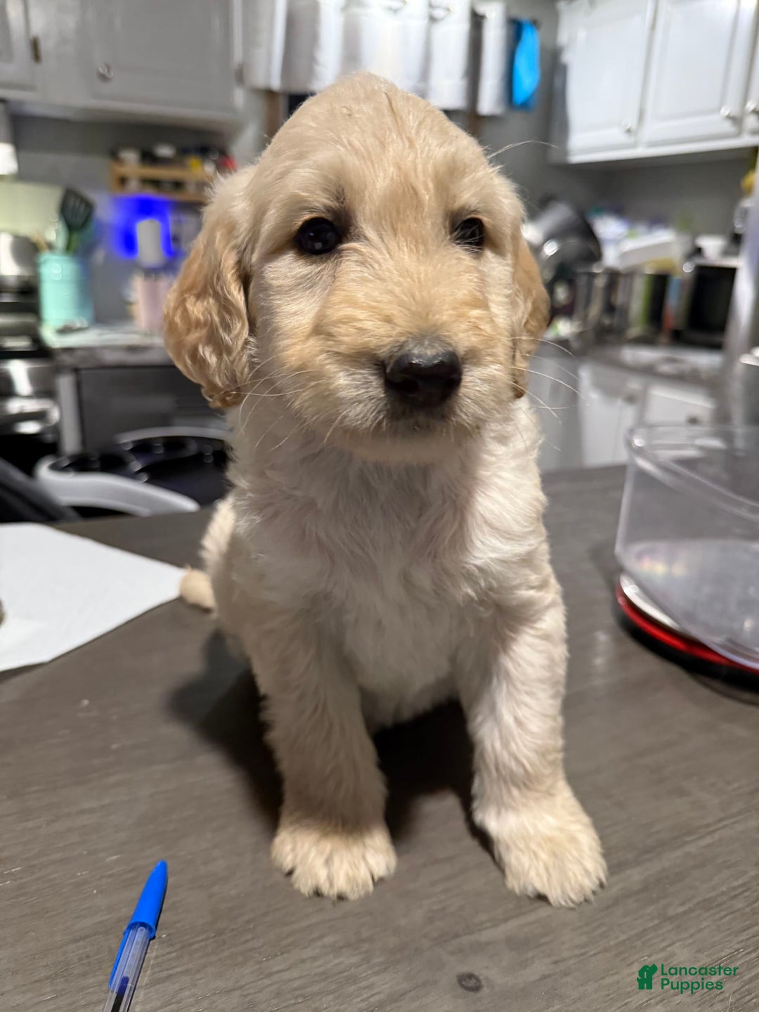 Goldendoodle dogs for sale: Gray Collar Male - Image 1