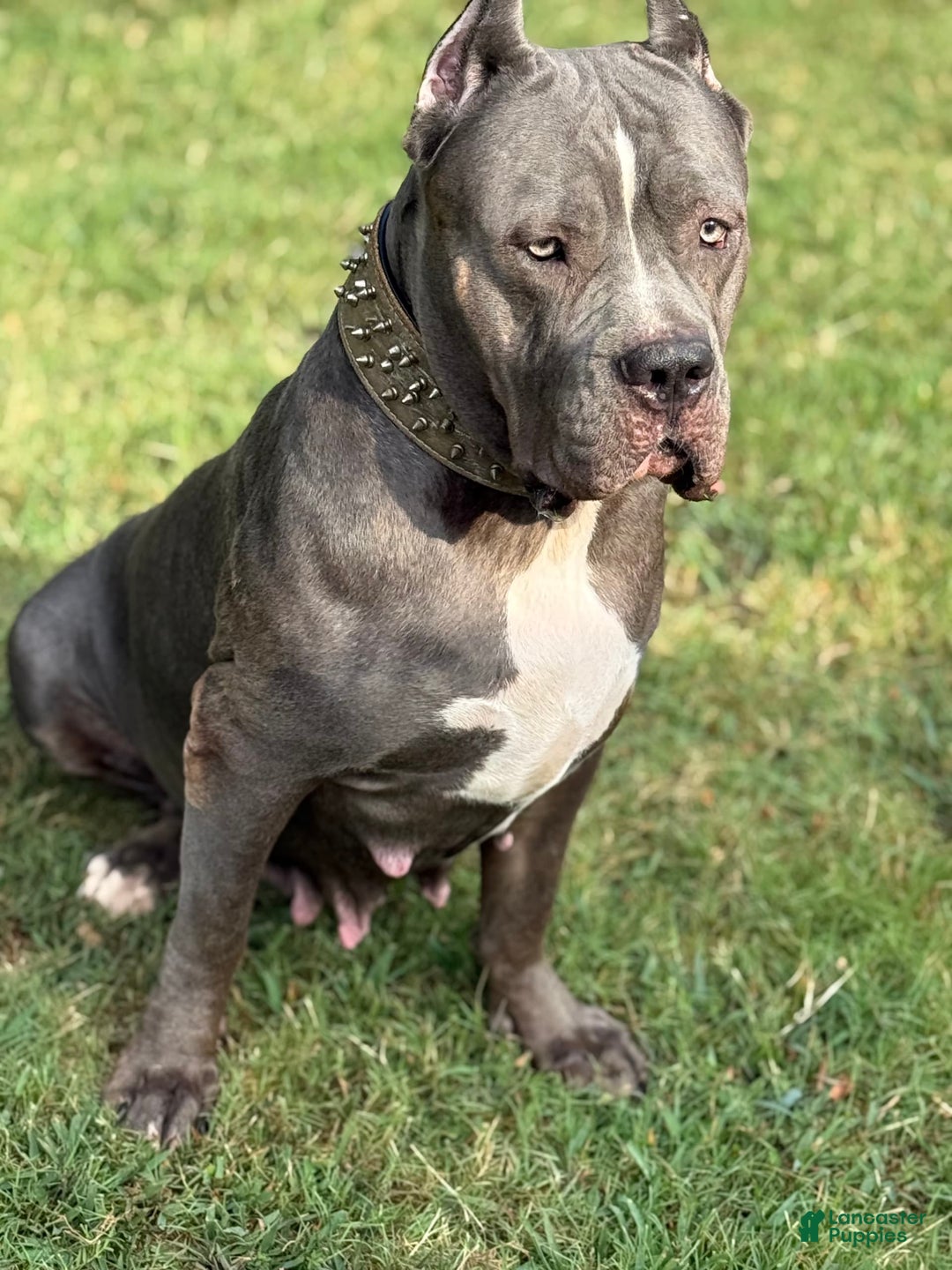 American Bully dogs for sale: Blossom - Image 7