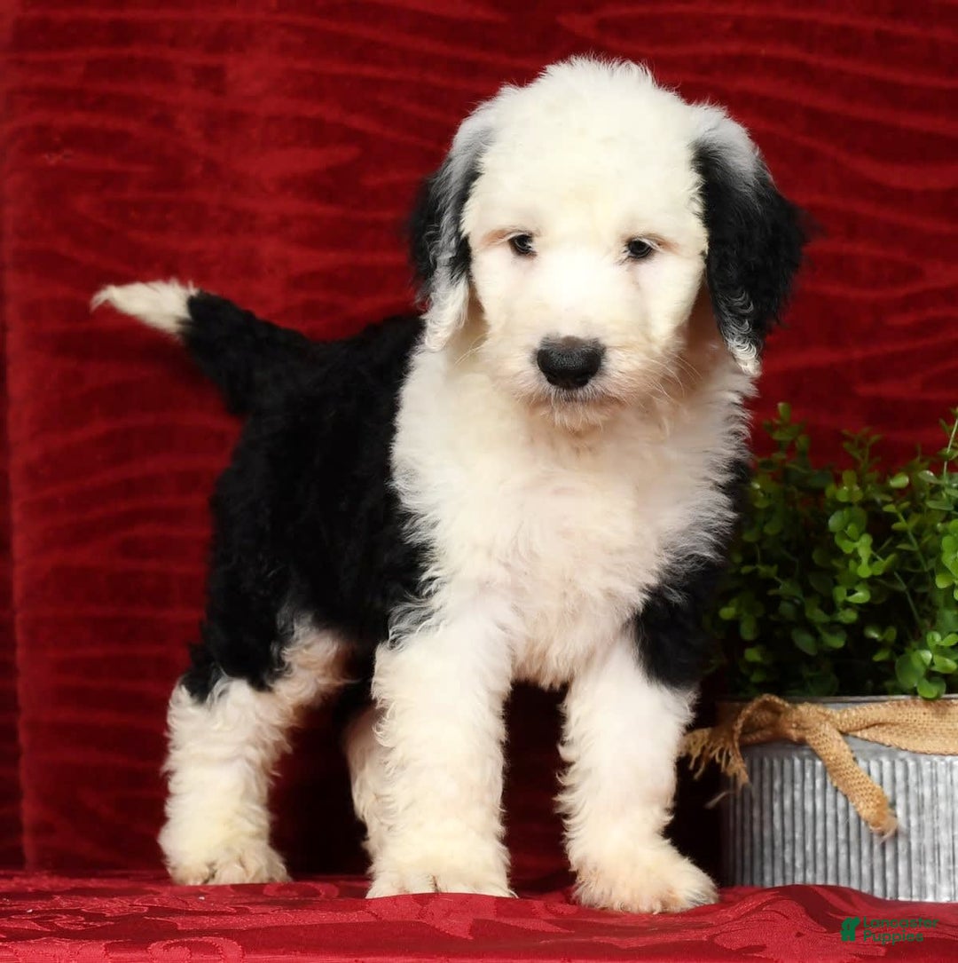Sheepadoodle dogs for sale: Benji - Image 4
