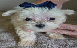 Maltipoo dogs for sale: Beans - Image 10