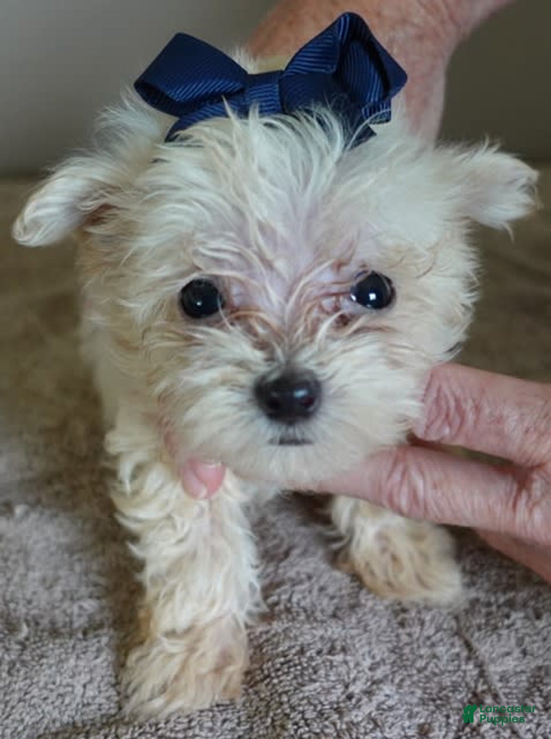 Maltipoo dogs for sale: Beans - Image 10