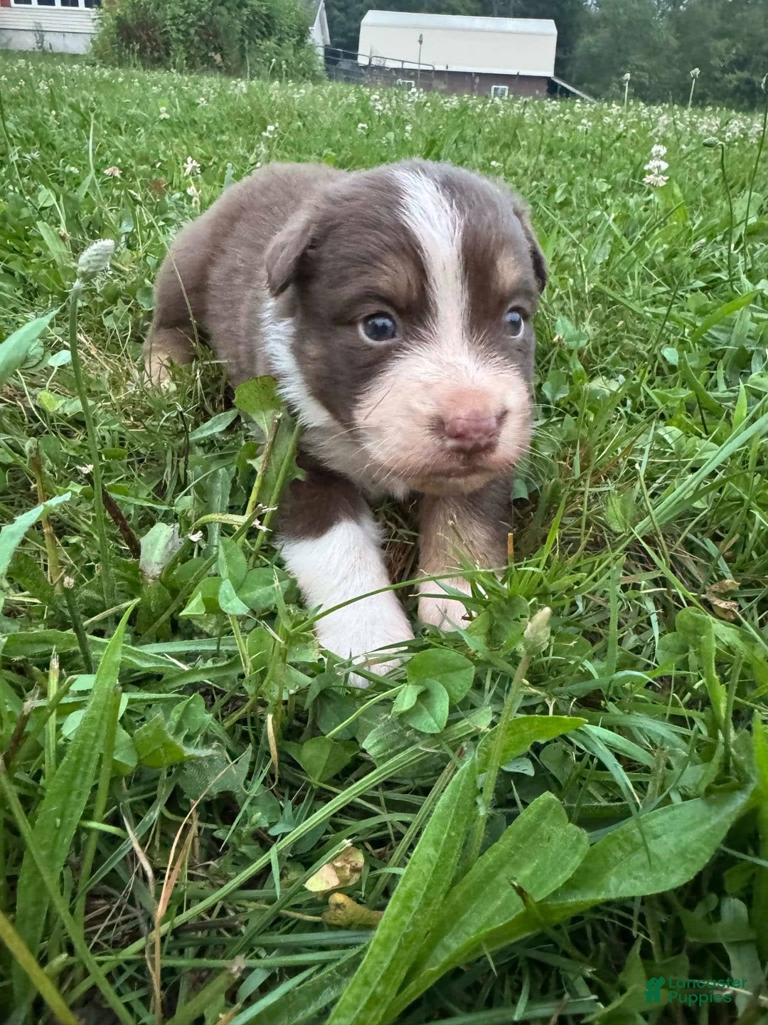 Australian Shepherd dogs for sale: Australian Shepherd 4 puppies - Image 10
