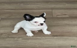 French Bulldog dogs for sale: French Bulldog 4 puppies - Image 5