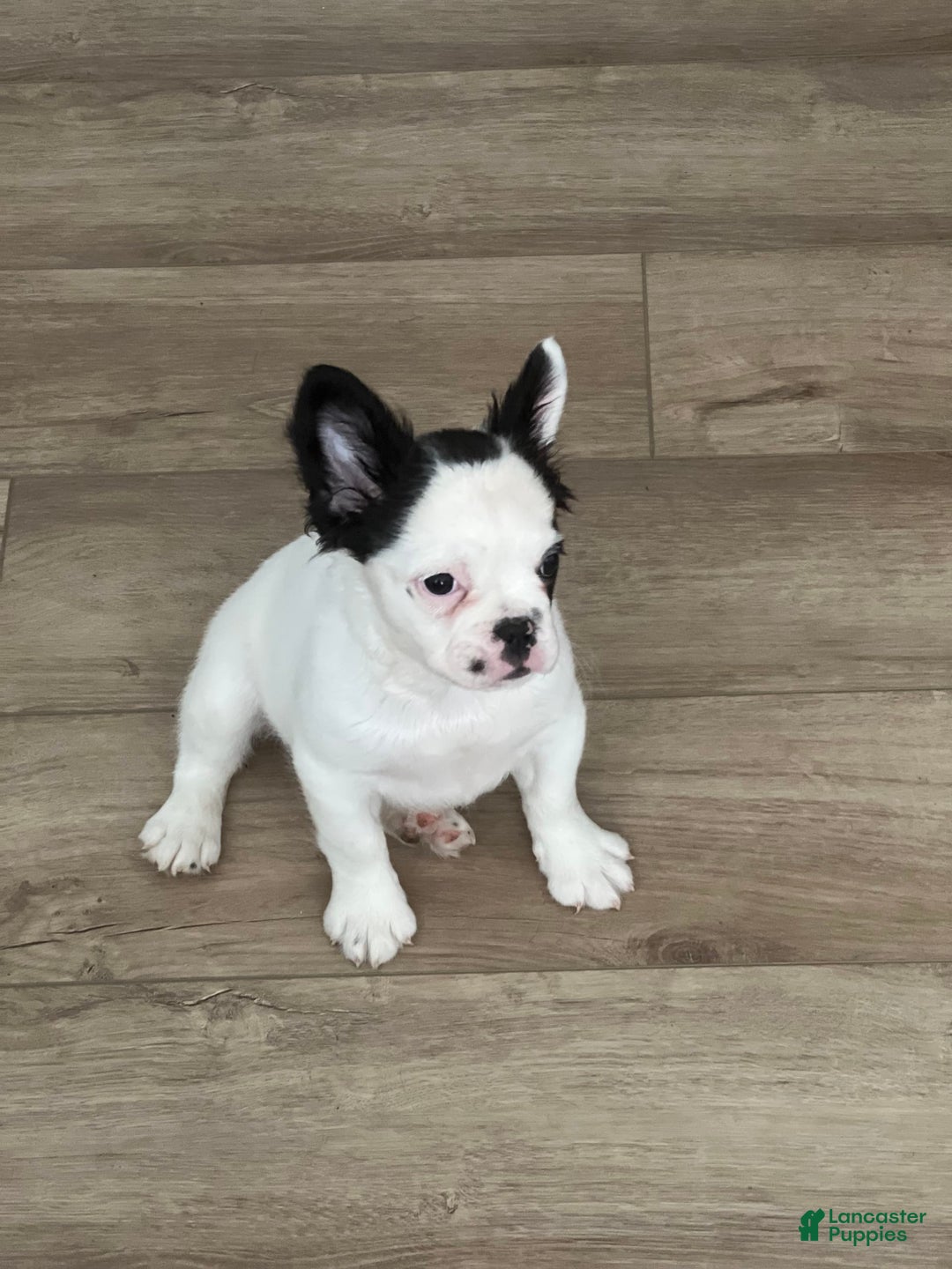 French Bulldog dogs for sale: French Bulldog 4 puppies - Image 5
