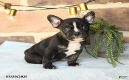 Frenchton dogs for sale: Captain - Image 1