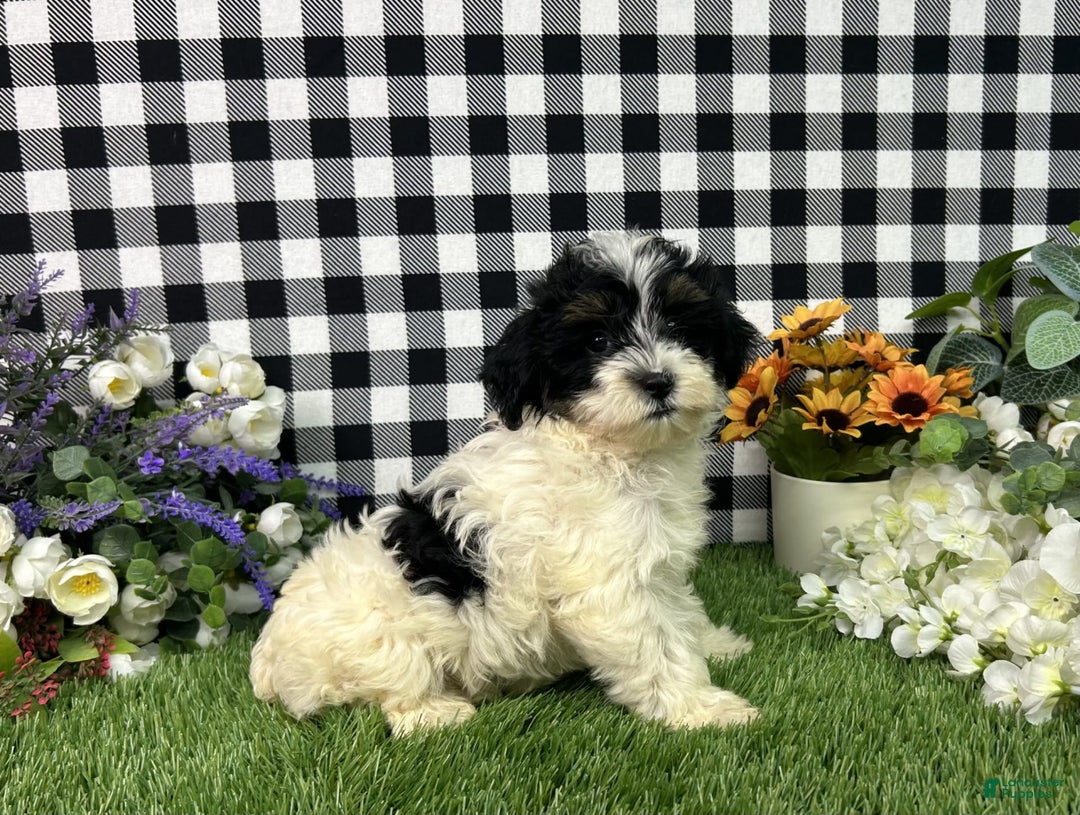 Maltipoo dogs for sale: Daphne - Image 7