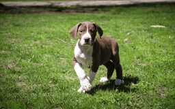 Great Dane dogs for sale: Jack - Image 21