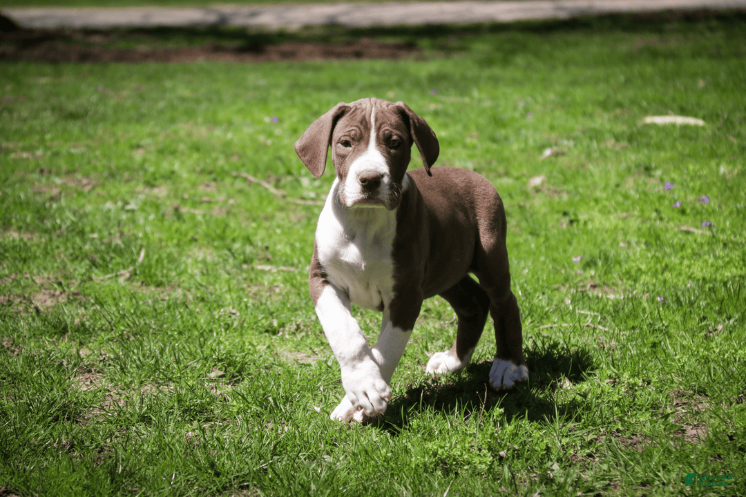 Great Dane dogs for sale: Jack - Image 21
