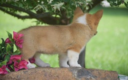 Welsh Corgi Pembroke dogs for sale: Rachel - Image 3