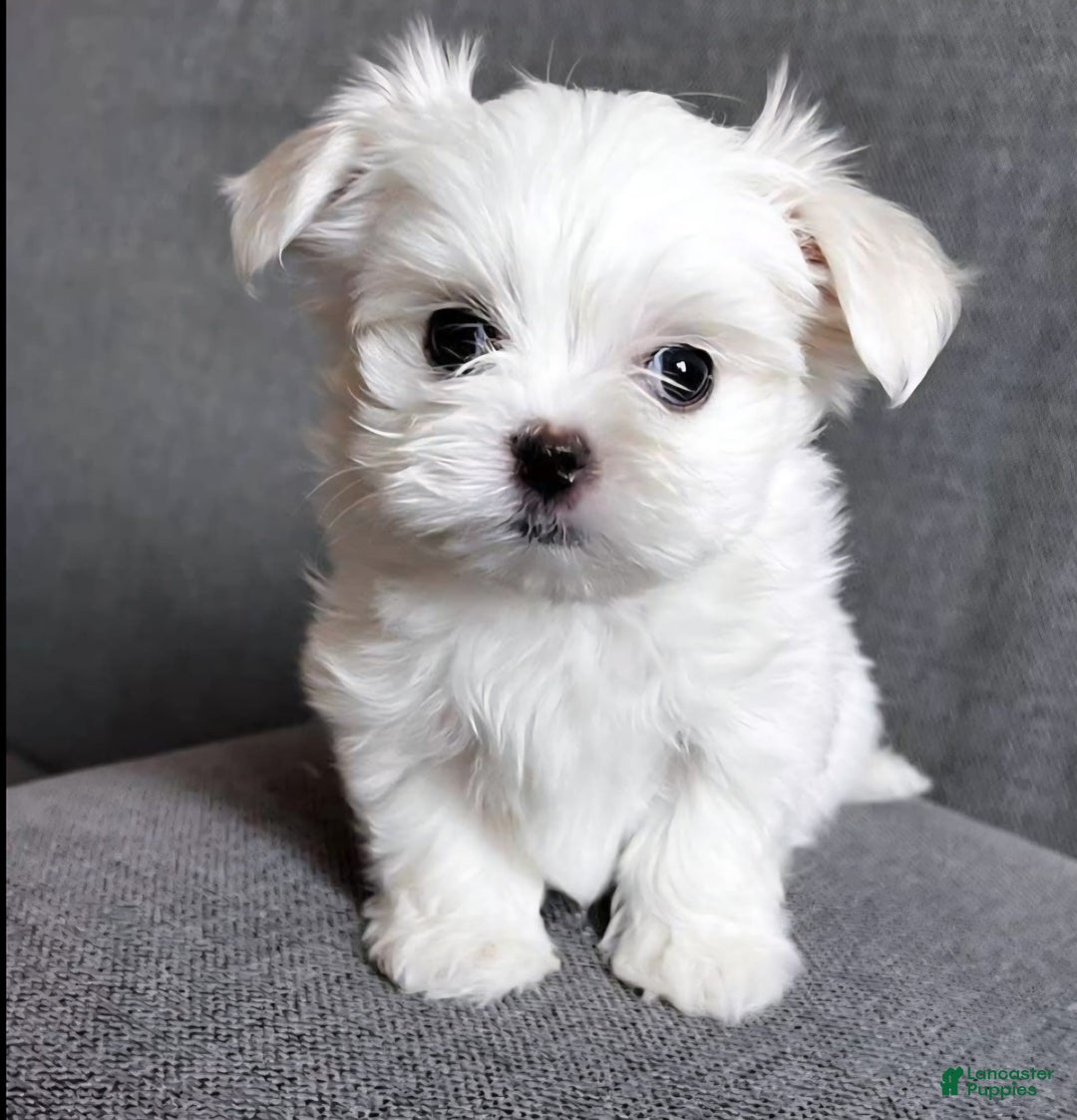 Maltese dogs for sale: Casper - Image 1