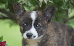 Welsh Corgi Pembroke dogs for sale: Ryan - Image 3