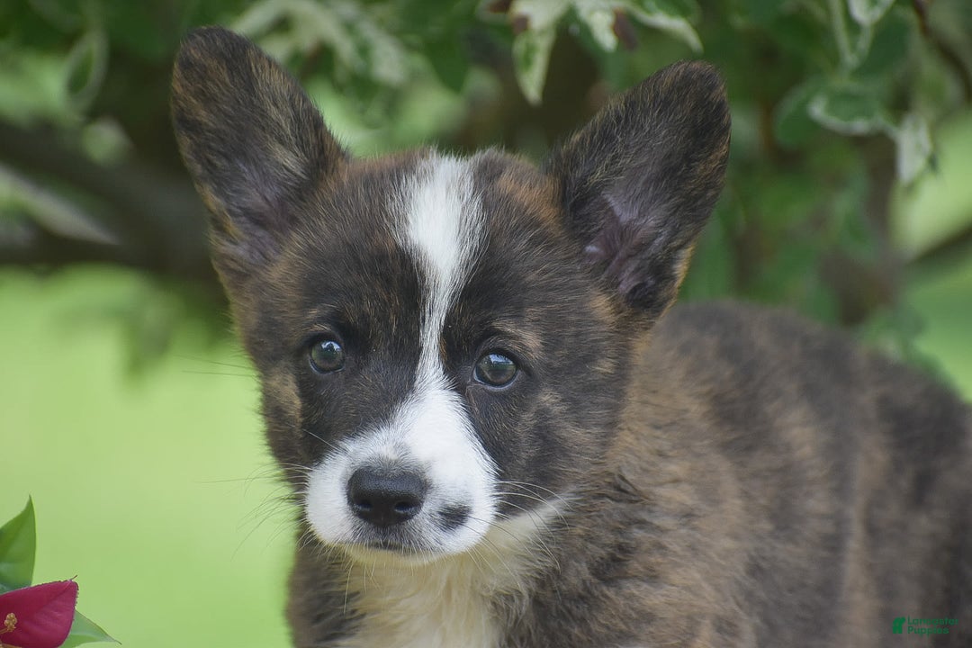 Welsh Corgi Pembroke dogs for sale: Ryan - Image 3