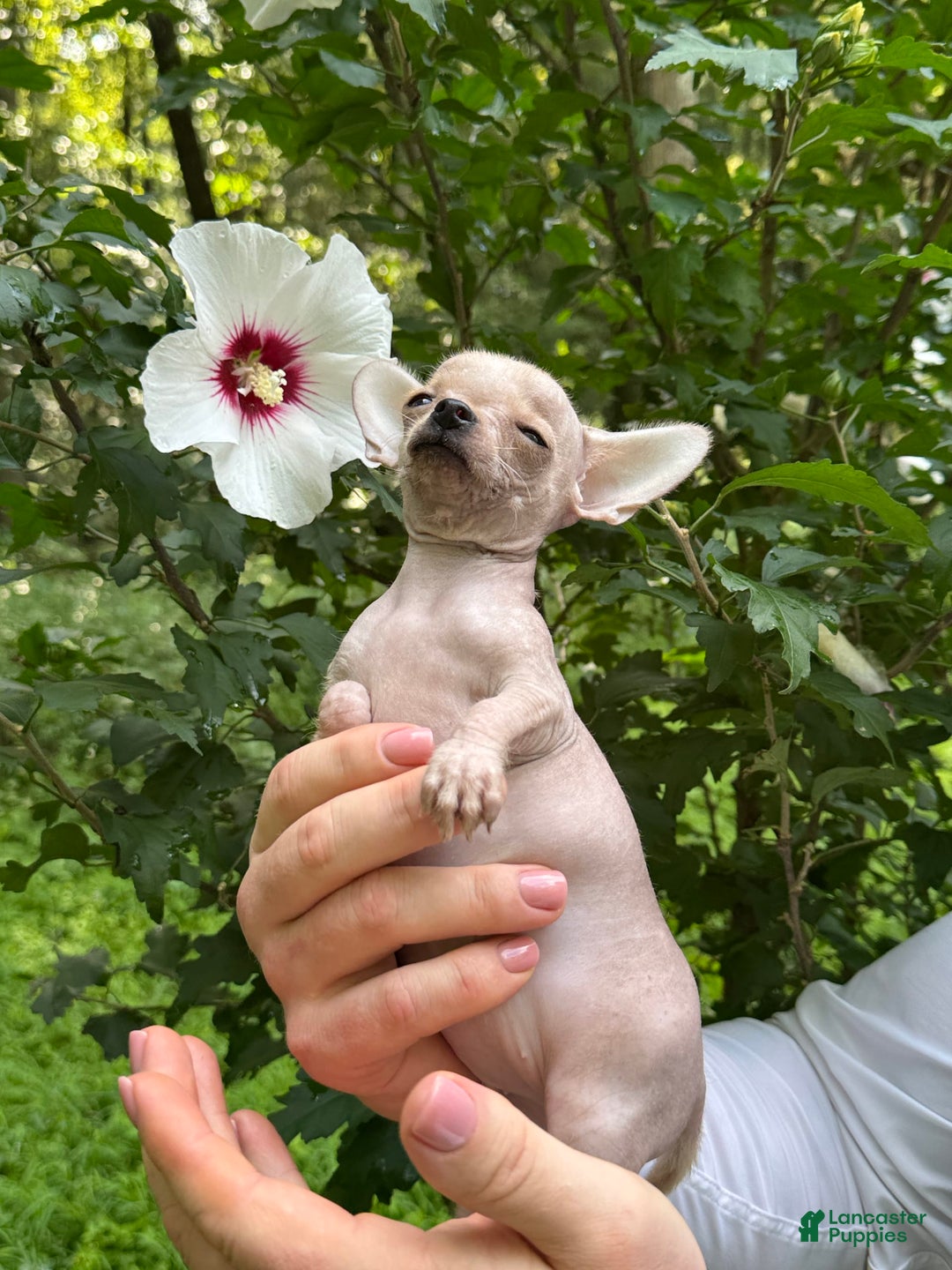 Chihuahua dogs for sale: Carinia - Image 7