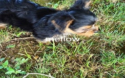 Yorkshire Terrier dogs for sale: Mellow - Image 5
