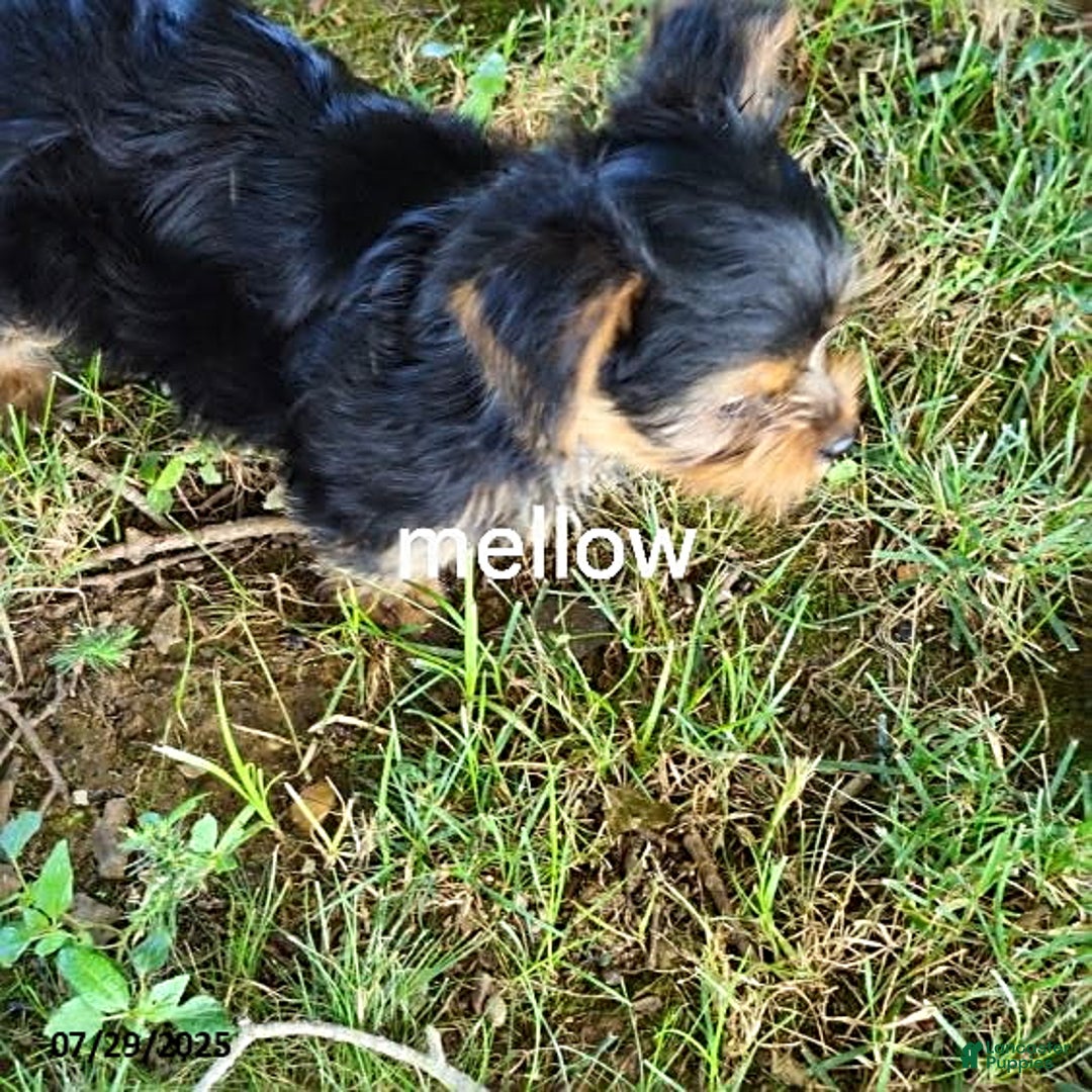 Yorkshire Terrier dogs for sale: Mellow - Image 5