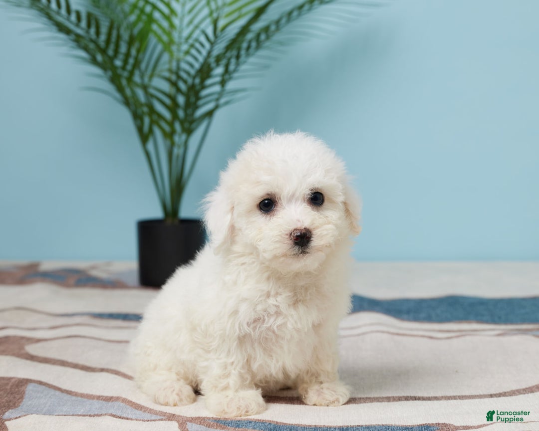 Bichon Frise dogs for sale: Skye - Image 2