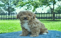 Mini Goldendoodle dogs for sale: Zorro - Image 4