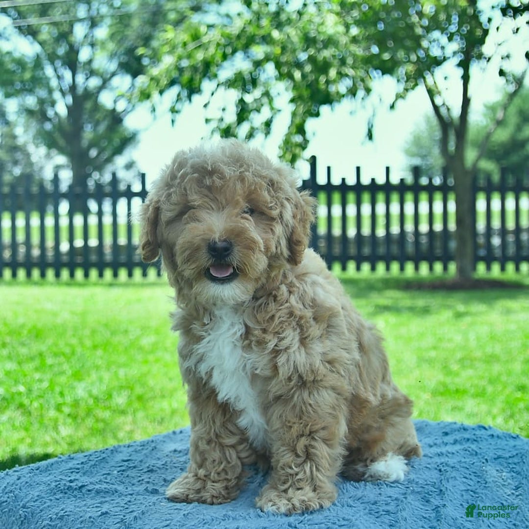 Mini Goldendoodle dogs for sale: Zorro - Image 4