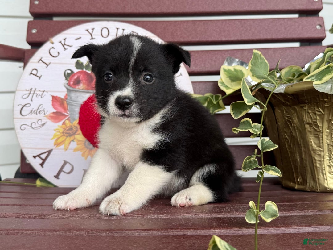 Shiba Inu dogs for sale: Erika - Image 4