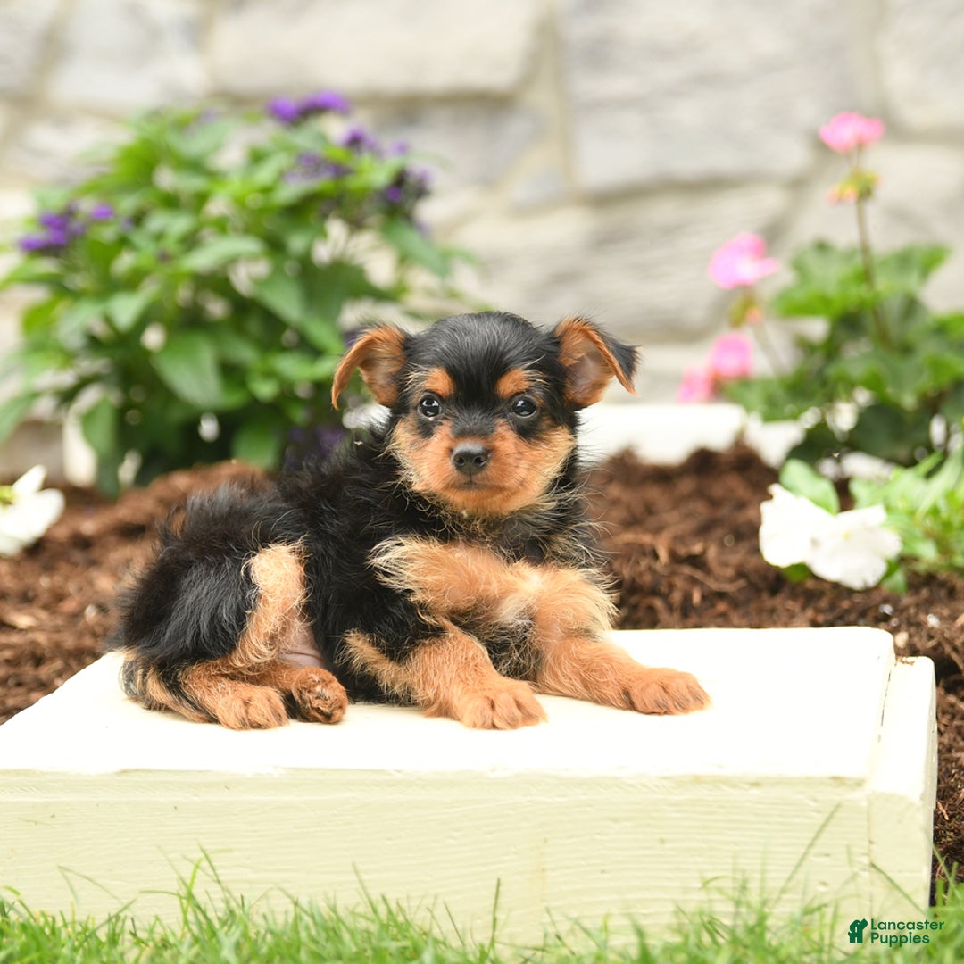 Yorkshire Terrier dogs for sale: Ryan - Image 4