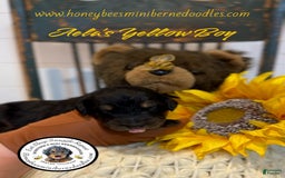 Mini Bernedoodle dogs for sale: Aelas Yellow Boy - Image 5