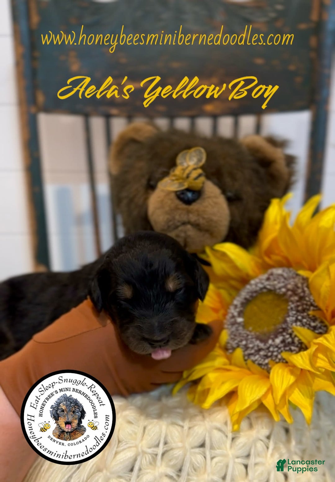 Mini Bernedoodle dogs for sale: Aelas Yellow Boy - Image 5