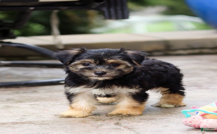 Morkie dogs for sale - Ad 3